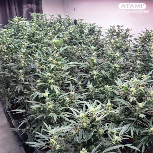Grow with Atami Indoor 3. Week 13