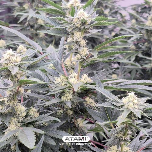 Grow with Atami Indoor 3. Week 13