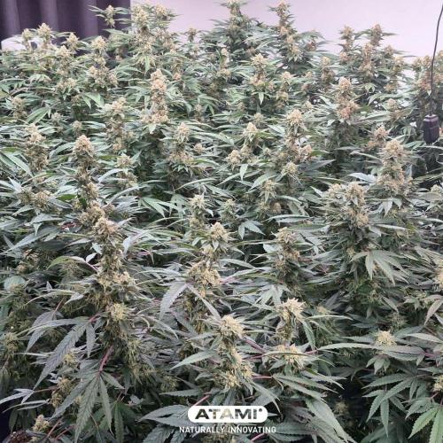 Grow with Atami Indoor 3. Week 15