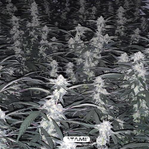 Grow with Atami Indoor 3. Week 15