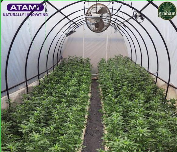 Grow with Atami Indoor 3. Week 6