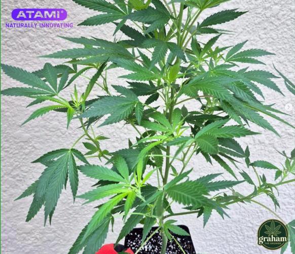 Grow with Atami Indoor 3. Week 6