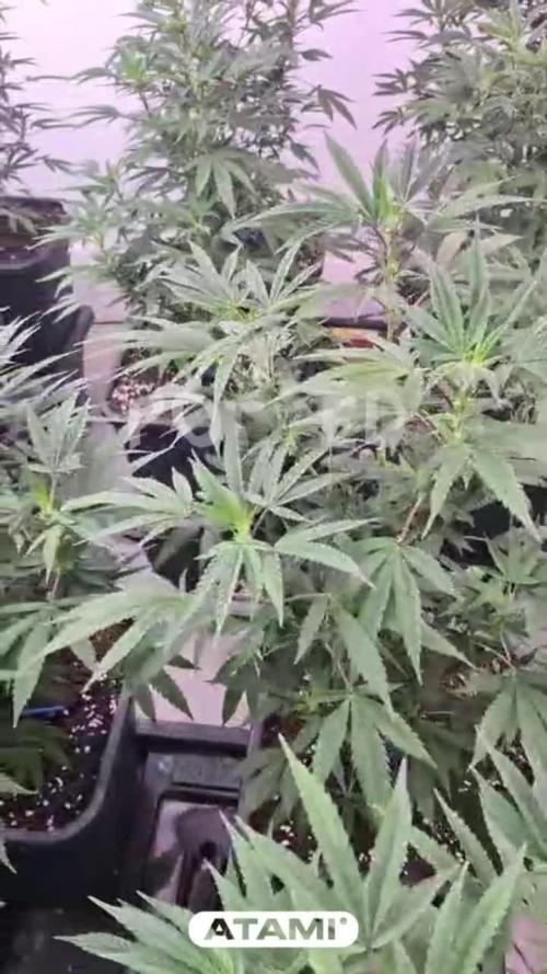 Growing with Atami Indoor 3