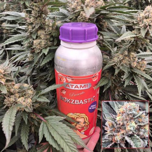 Grow with Atami Indoor 3. Week 15
