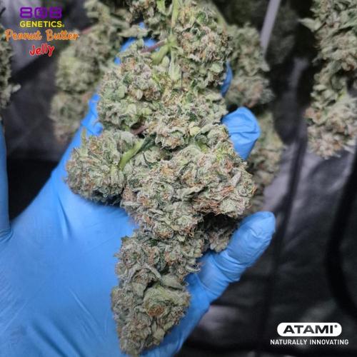 Grow with Atami Indoor 3. Week 17