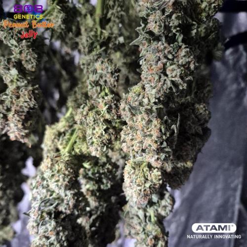Grow with Atami Indoor 3. Week 17