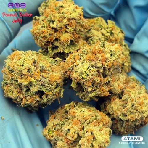 Grow with Atami Indoor 3. Week 17