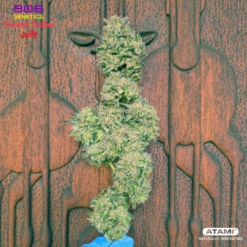 Grow with Atami Indoor 3. Week 17