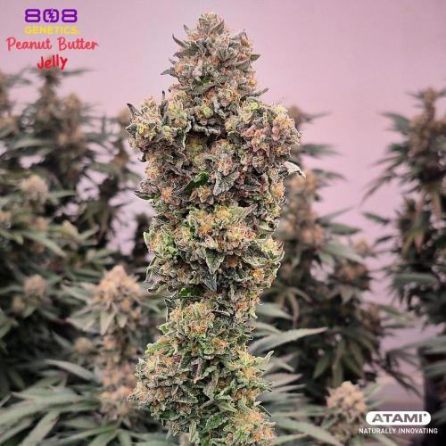 Grow with Atami Indoor 3. Week 17