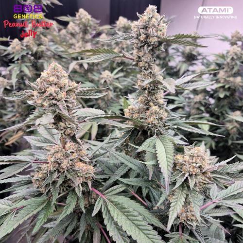Grow with Atami Indoor 3. Week 17