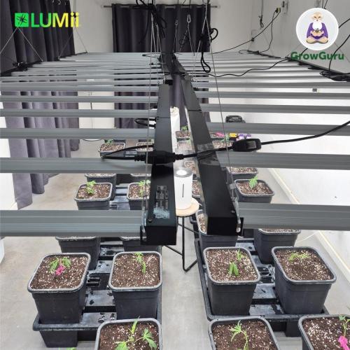Grow with Atami Indoor 4. Week 1 - Alignment is not easy