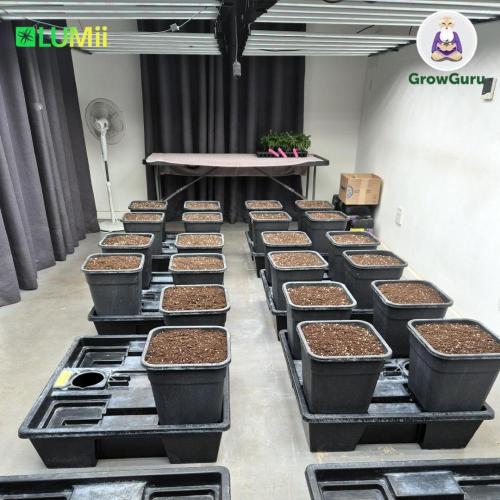 Grow with Atami Indoor 4. Week 1 - Faithful Atami Wilmas