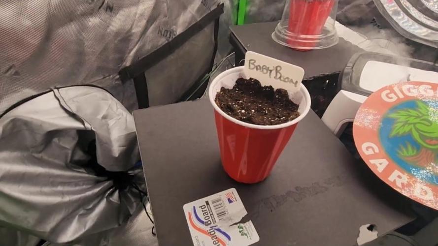 Giggle Tree garden season 3. Week 0 - Day 1