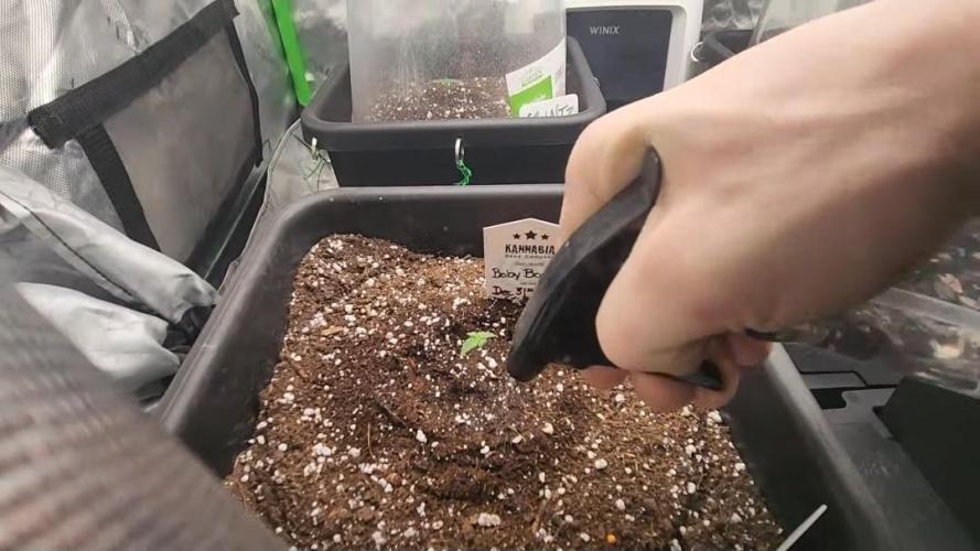 Giggle Tree garden season 3. Week 0 - Day 3