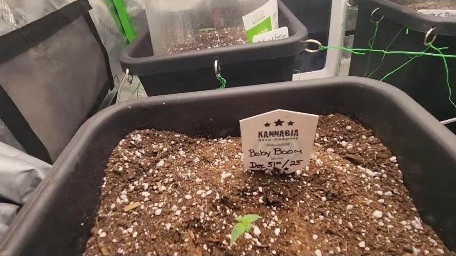 Giggle Tree garden season 3. Week 0