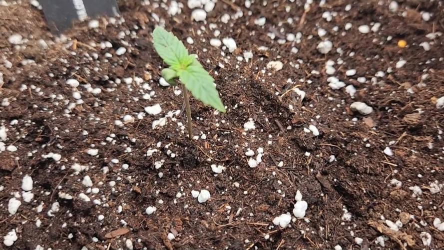 Giggle Tree garden season 3. Week 0 - Day 5