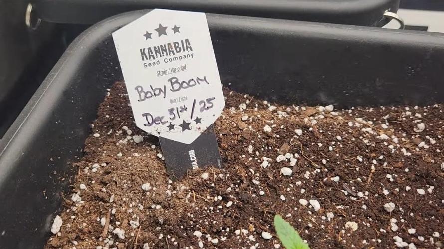 Giggle Tree garden season 3. Week 0