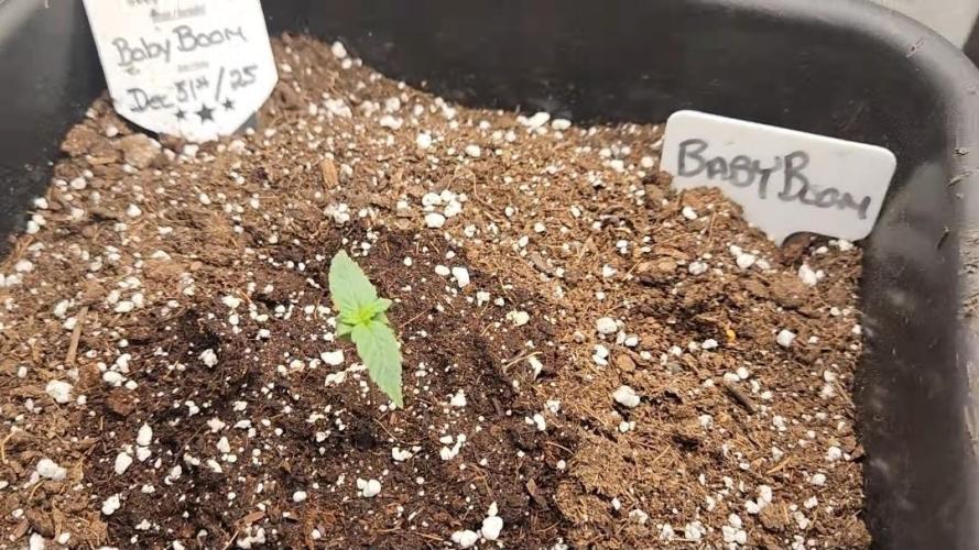 Giggle Tree garden season 3. Week 0