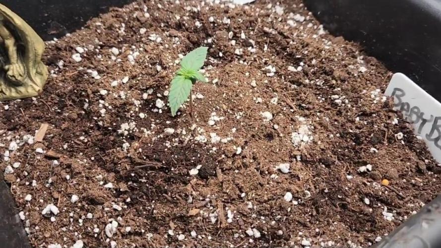 Giggle Tree garden season 3. Week 0