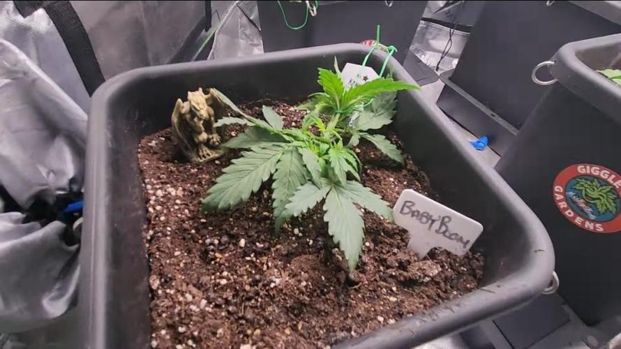 Giggle Tree garden season 3. Week 0