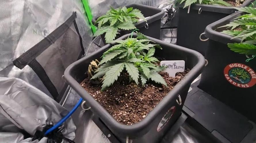 Giggle Tree garden season 3. Week 0