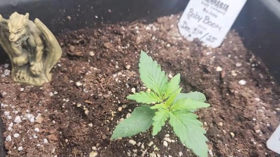 Giggle Tree garden season 3. Week 4 - Veg