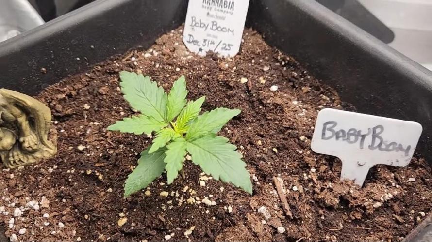 Giggle Tree garden season 3. Week 4 - Veg