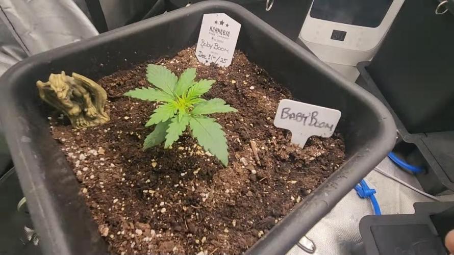 Giggle Tree garden season 3. Week 4 - Veg