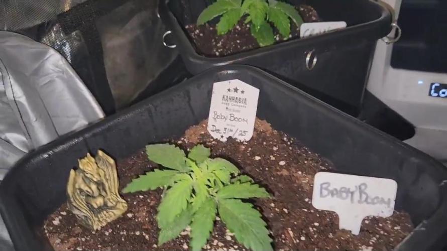 Giggle Tree garden season 3. Week 4 - Veg