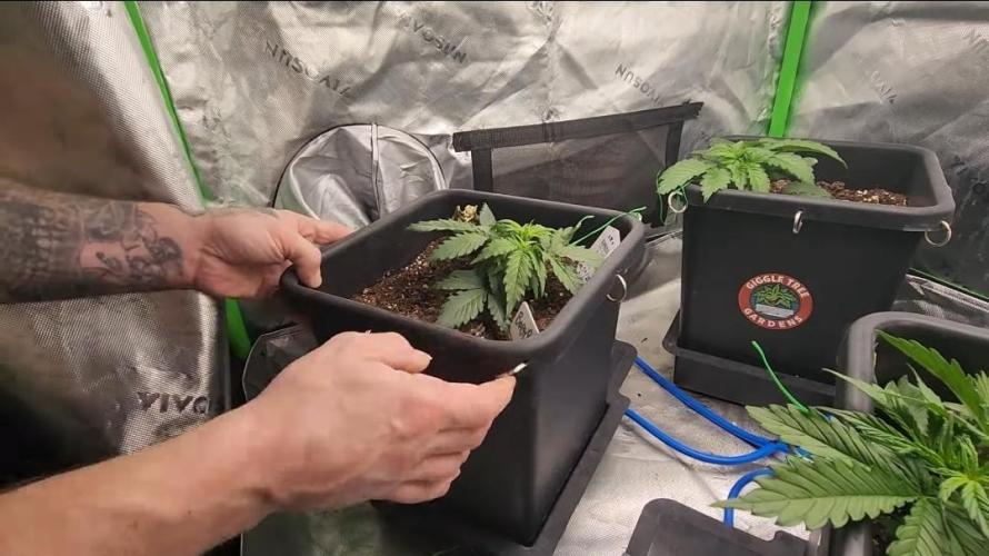 Giggle Tree garden season 3. Week 4 - Veg