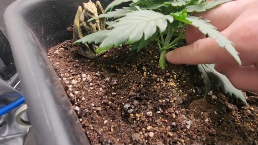 Giggle Tree garden season 3. Week 4 - Veg