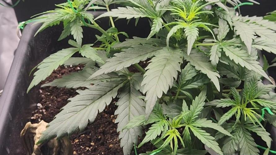 Giggle Tree garden season 3. Week 4 - Veg