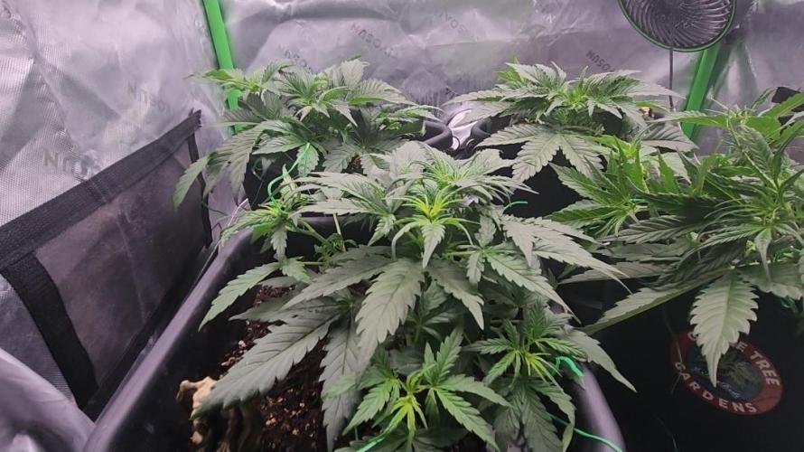 Giggle Tree garden season 3. Week 4 - Veg