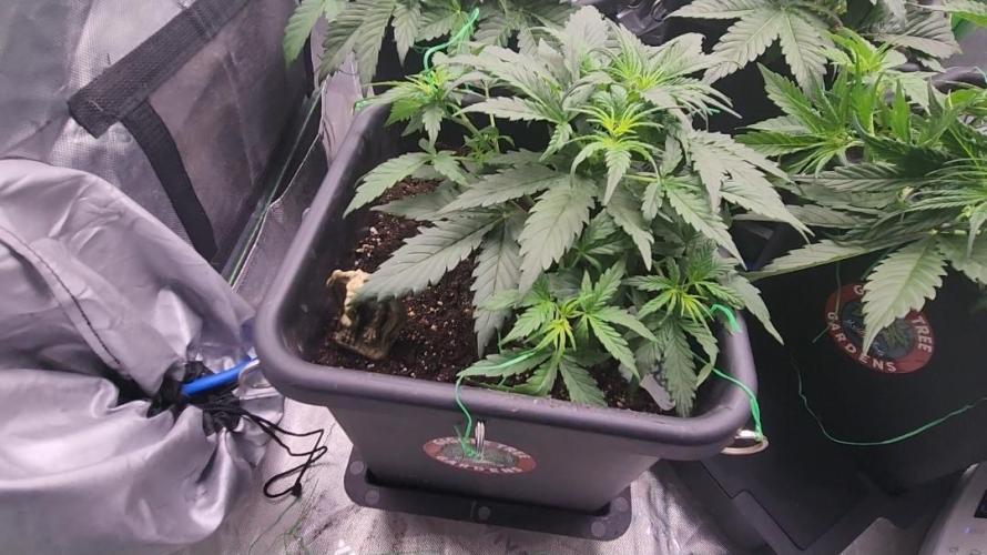 Giggle Tree garden season 3. Week 4 - Veg