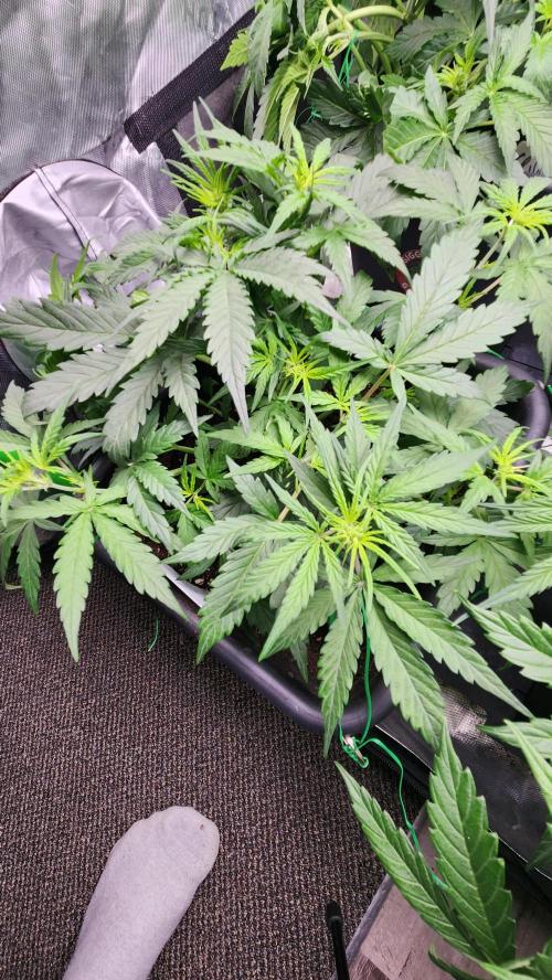 Giggle Tree garden season 3. Week 5