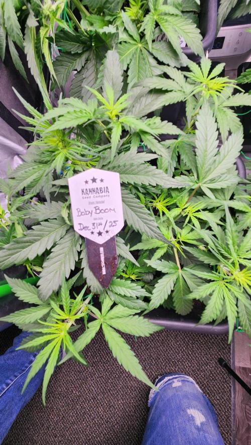 Giggle Tree garden season 3. Week 5