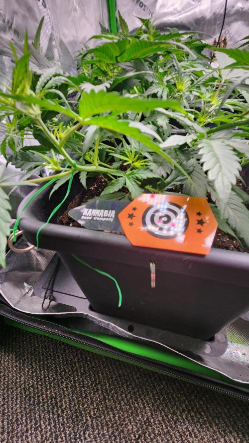 Giggle Tree garden season 3. Week 5 - Day 31 the end and beginning of weeks 4-5