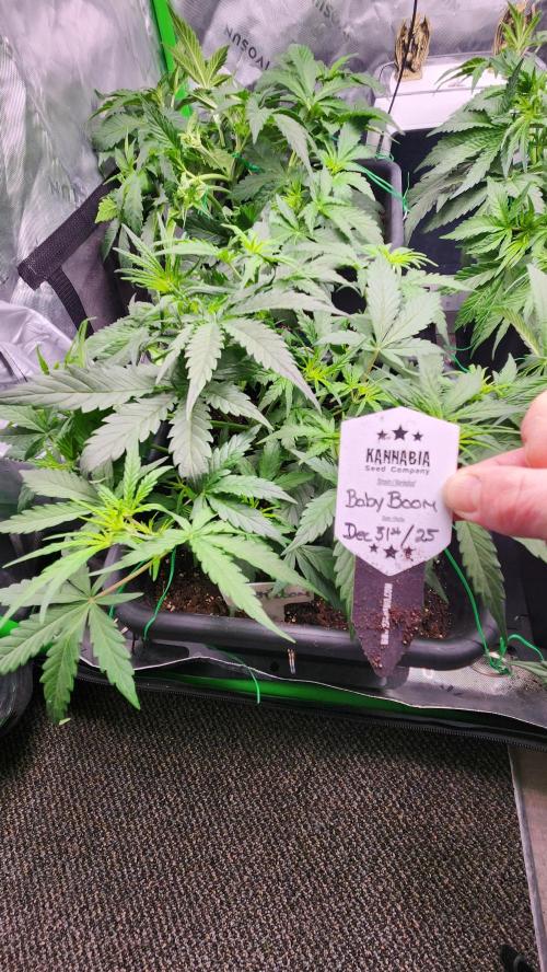 Giggle Tree garden season 3. Week 5 - 4-5