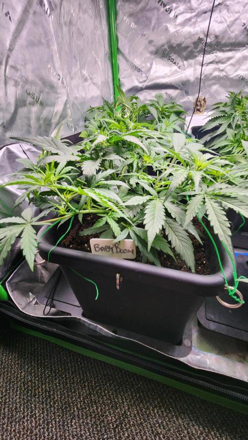 Giggle Tree garden season 3. Week 5 - 4-5