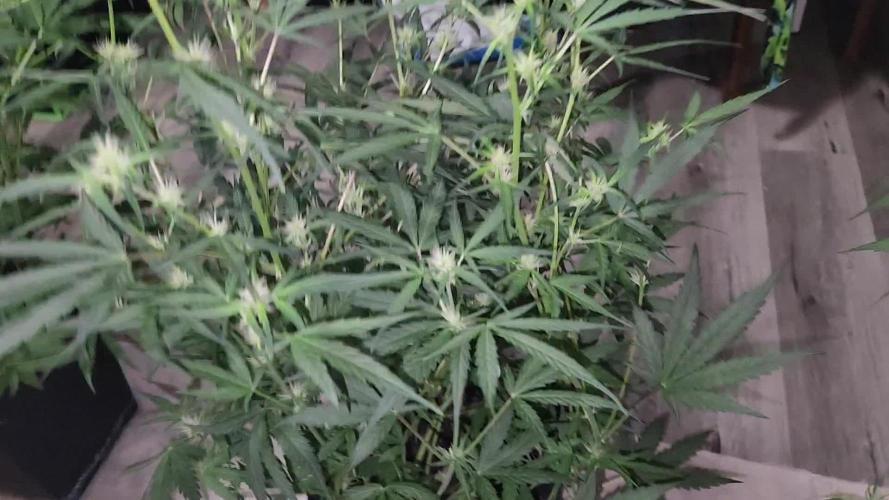 Giggle Tree garden season 3