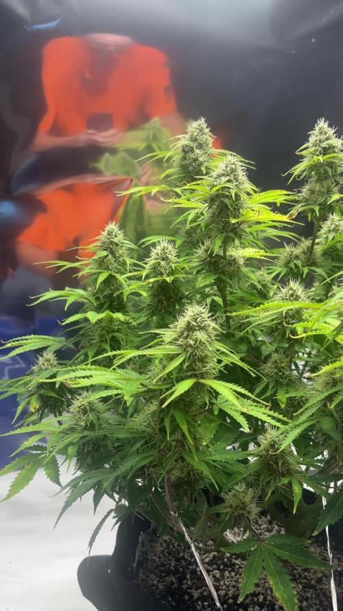 First Grow