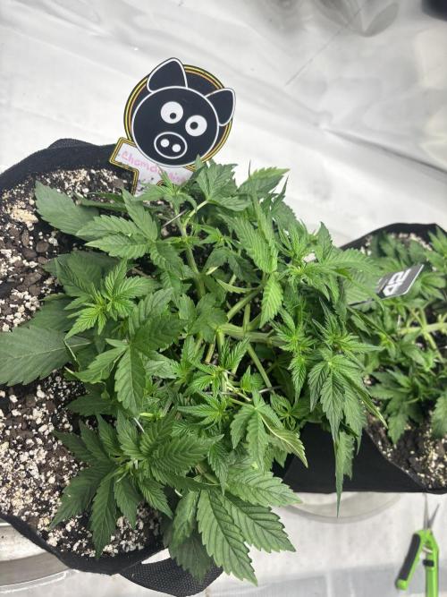 Double Trouble Run. Week 5