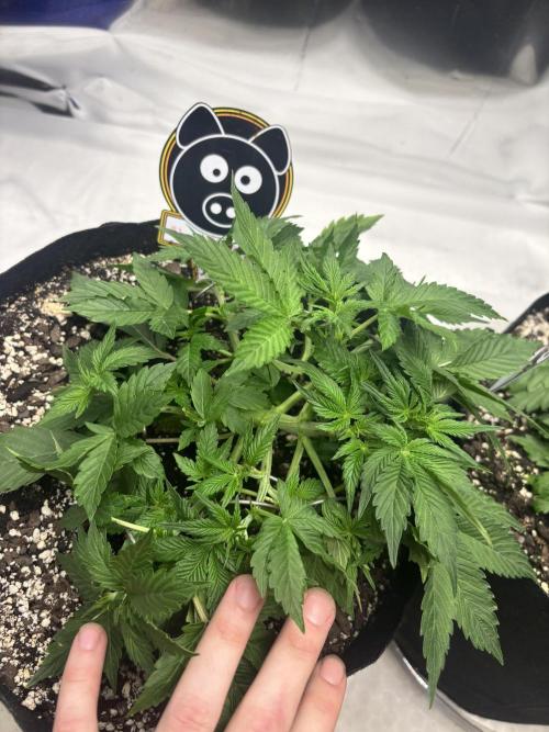 Double Trouble Run. Week 5