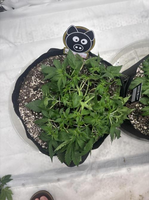 Double Trouble Run. Week 5