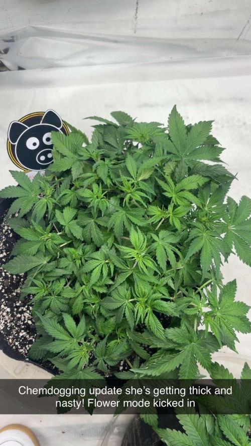 Double Trouble Run. Week 5