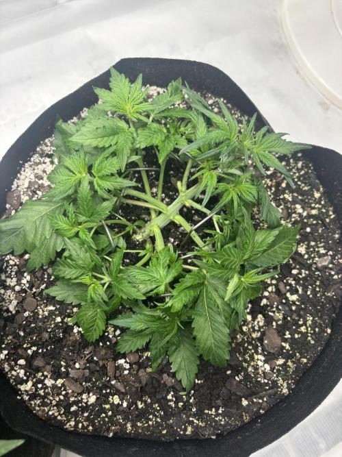 Double Trouble Run. Week 5