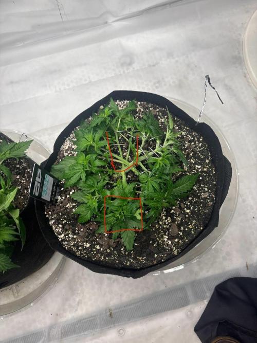 Double Trouble Run. Week 5