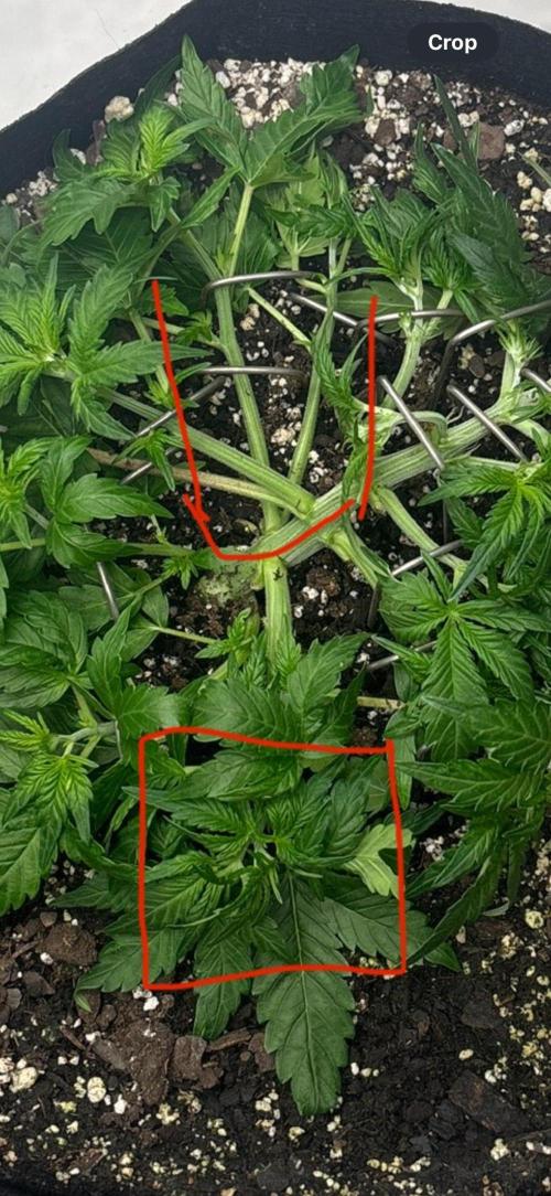 Double Trouble Run. Week 5