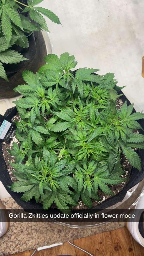 Double Trouble Run. Week 5