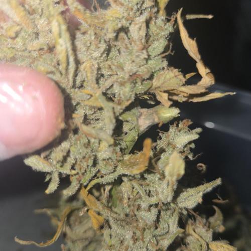 Gorilla Zkittlez. Week 16